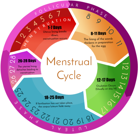 Basics Of Hormone Imbalance - Menstrual Cycle (480x466), Png Download