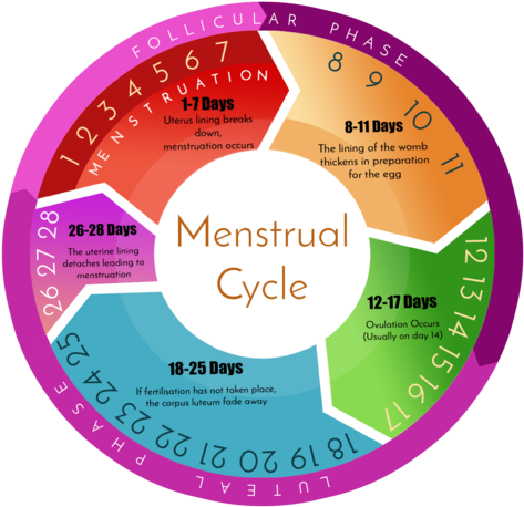 Menstrual Cycle