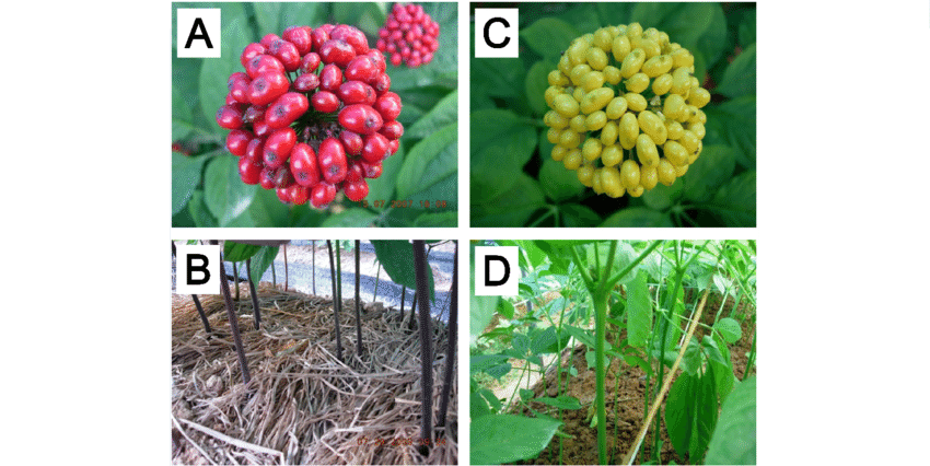 Distinct Characteristics Of Berry And Stem Of Two P - Landrace (850x426), Png Download