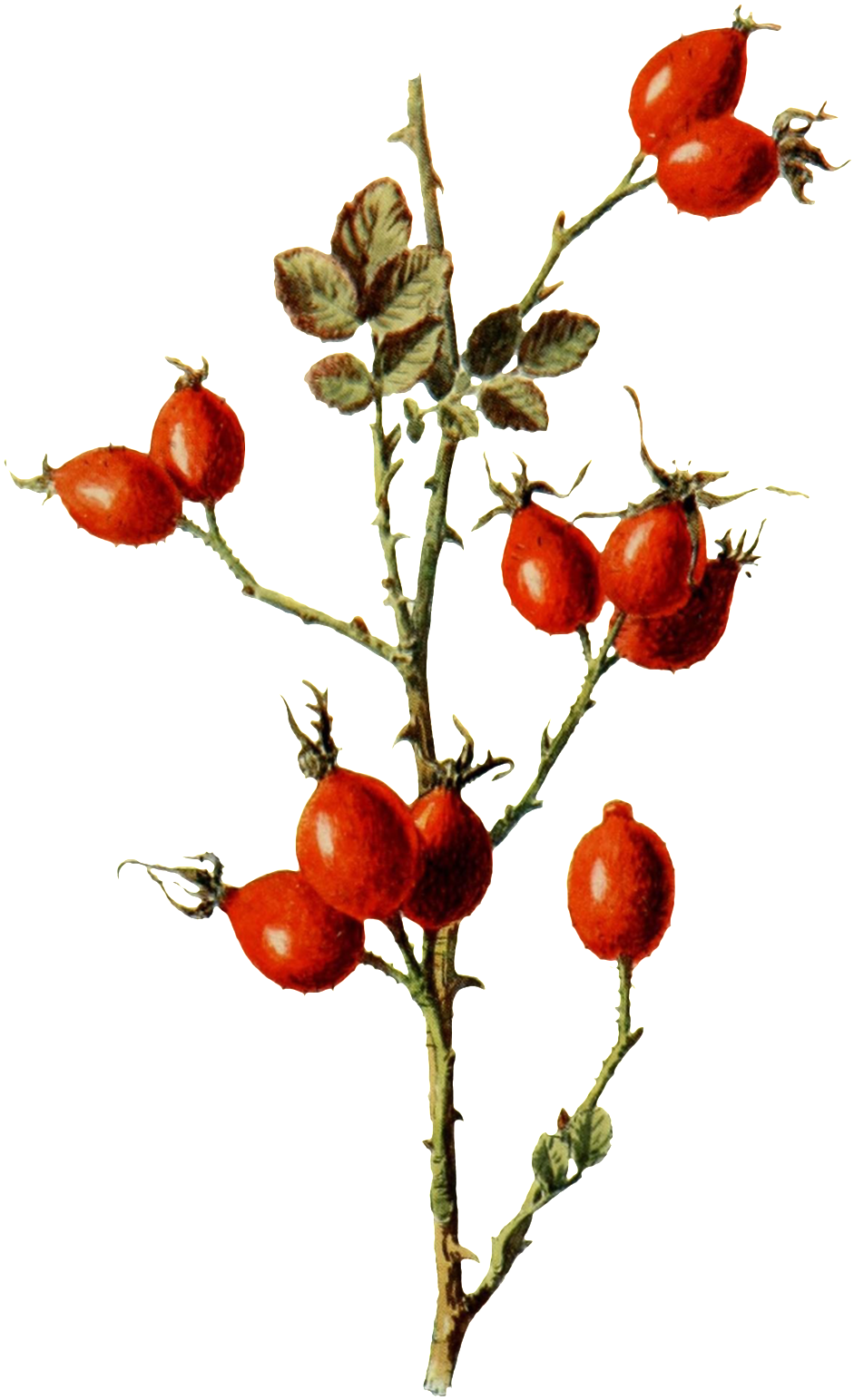 Hand Painted Deep Mountain Wild Fruit Branches Transparent - Botanical Illustration (1024x1627), Png Download