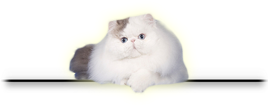 Elcome To Grooviepurrs Persians, Home Of Top Quality - British Longhair (540x269), Png Download