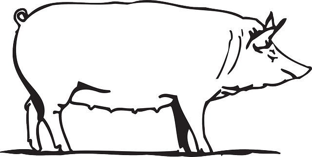 Barn Outline Outline Drawing Barn Farm Pig Art Animal - Porco Branco Png (640x322), Png Download
