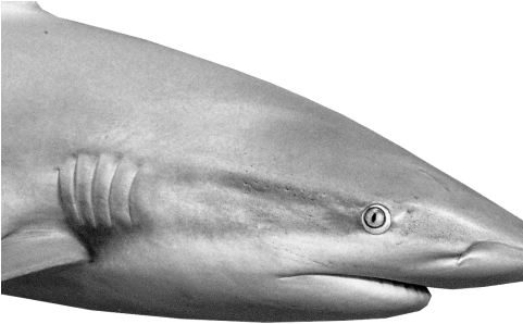 Do Sharks Sniff Their Way - Tiger Shark (480x319), Png Download