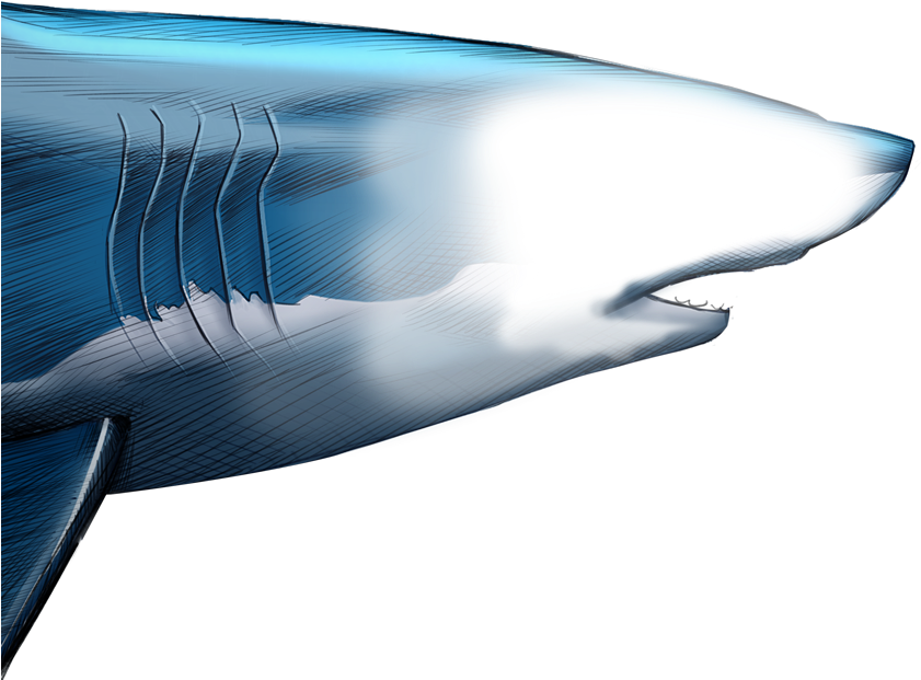 Unlike Most Animals, A Shark's Upper Jaw Is Not Firmly - Blue Whale (1103x825), Png Download