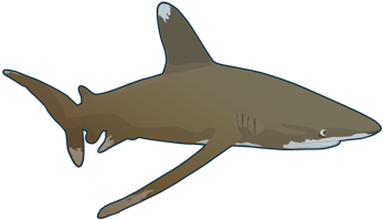 Oceanic Whitetip Shark (480x260), Png Download