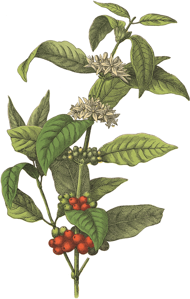 Red Rooster Coffee - Coffee Plant (765x1200), Png Download
