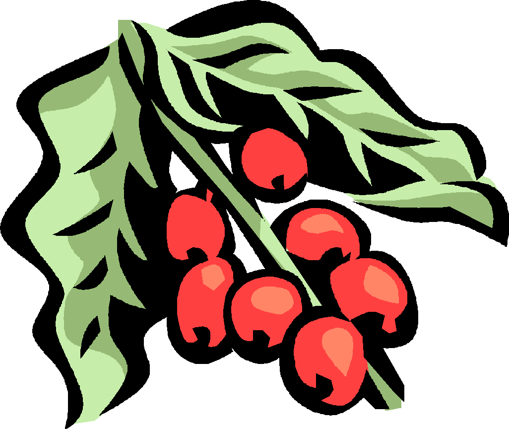 Coffee Plant (1026x864), Png Download