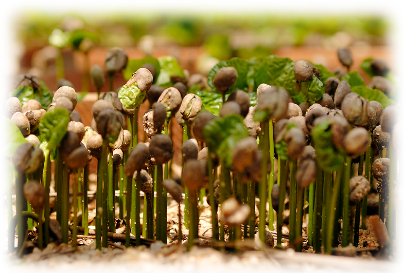 Coffee Plants Are Grown In Rows Several Feet Apart - Coffee Grown (787x532), Png Download