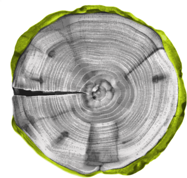Faqs - Tree Stump Round (500x500), Png Download