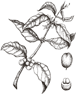 Sketched Coffee Plant Transparent (404x316), Png Download