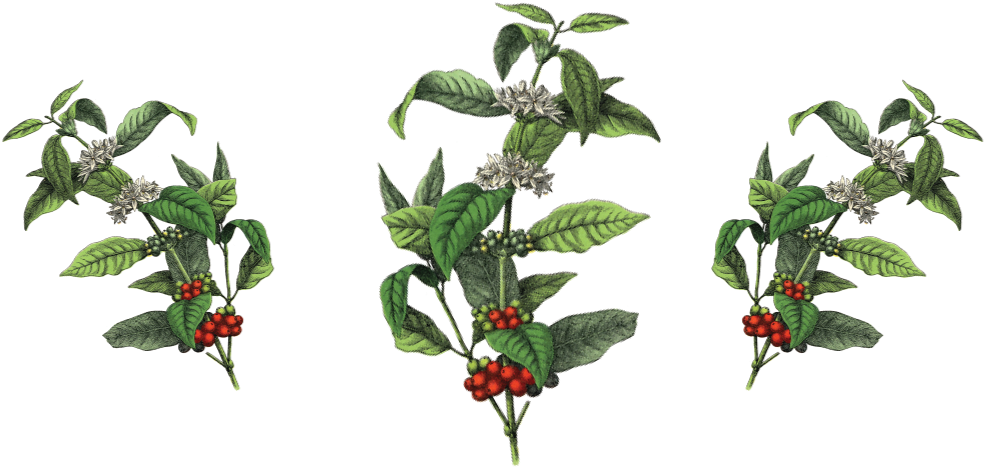 3 Coffee Plants - Prime House Prime House Drip Bag Coffeed - 2 Types (985x651), Png Download
