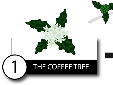 The Kopi Luwak Coffee Making Process From The Tree - Luwak Coffee Making Process (400x302), Png Download