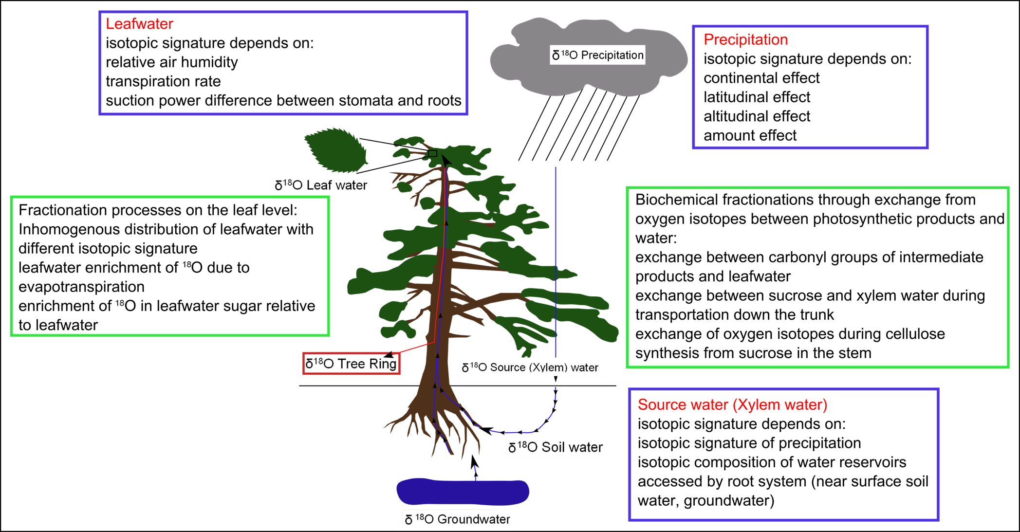 Biochemical Isotope Fractionations During Biosynthesis - Oxygen Isotope Fractionation (2095x1093), Png Download