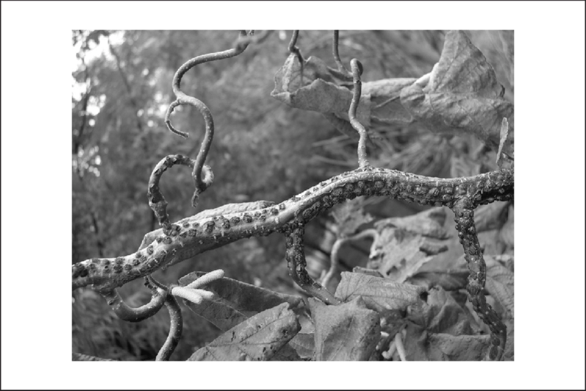 Eastern Filbert Blight On 'contorta' - Corkscrew Hazel (850x567), Png Download