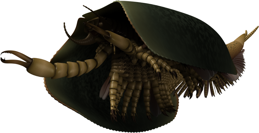 Tokummia Reconstruction 2017 04 27 - Tokummia Katalepsis (960x540), Png Download