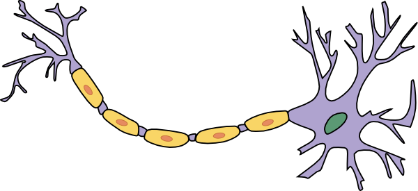 Neuron With Axon Clip Art - Neuron (600x275), Png Download
