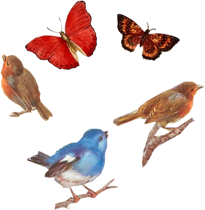 Birds And Butterflies Tuckdb Org - Butterfly (500x500), Png Download