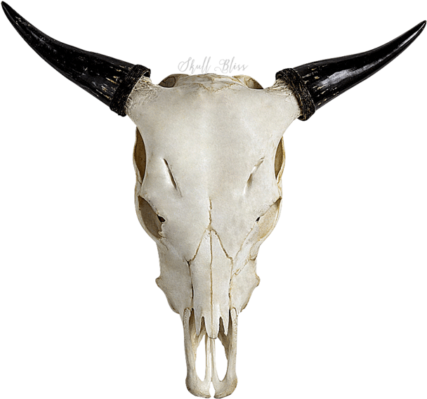 Carved Cow Skull - Cattle (645x645), Png Download