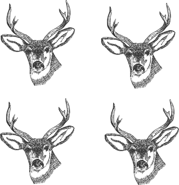 4 Deer Heads Clip Art - 8 Point Buck Black And White Drawing (582x600), Png Download