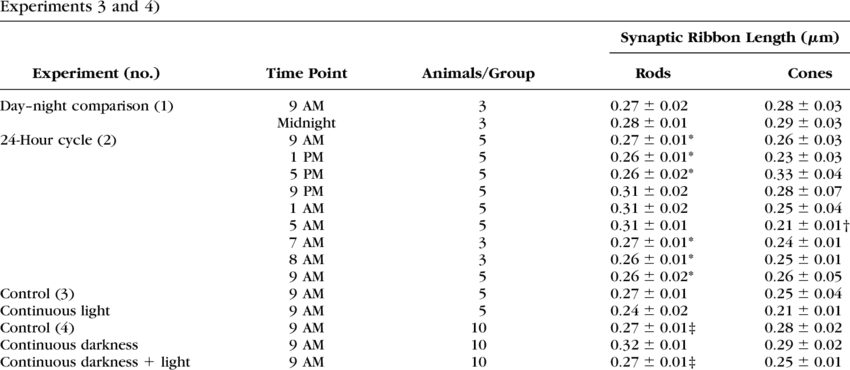 Synaptic Ribbon Profile Length In Rods And Cones From - Photoreceptor Cell (850x370), Png Download