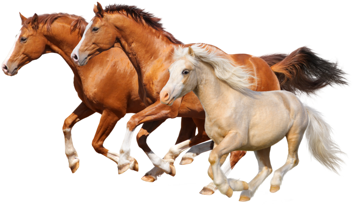 Horses Galloping - Let's Learn About...horses! By Cheryl Shireman (1248x719), Png Download