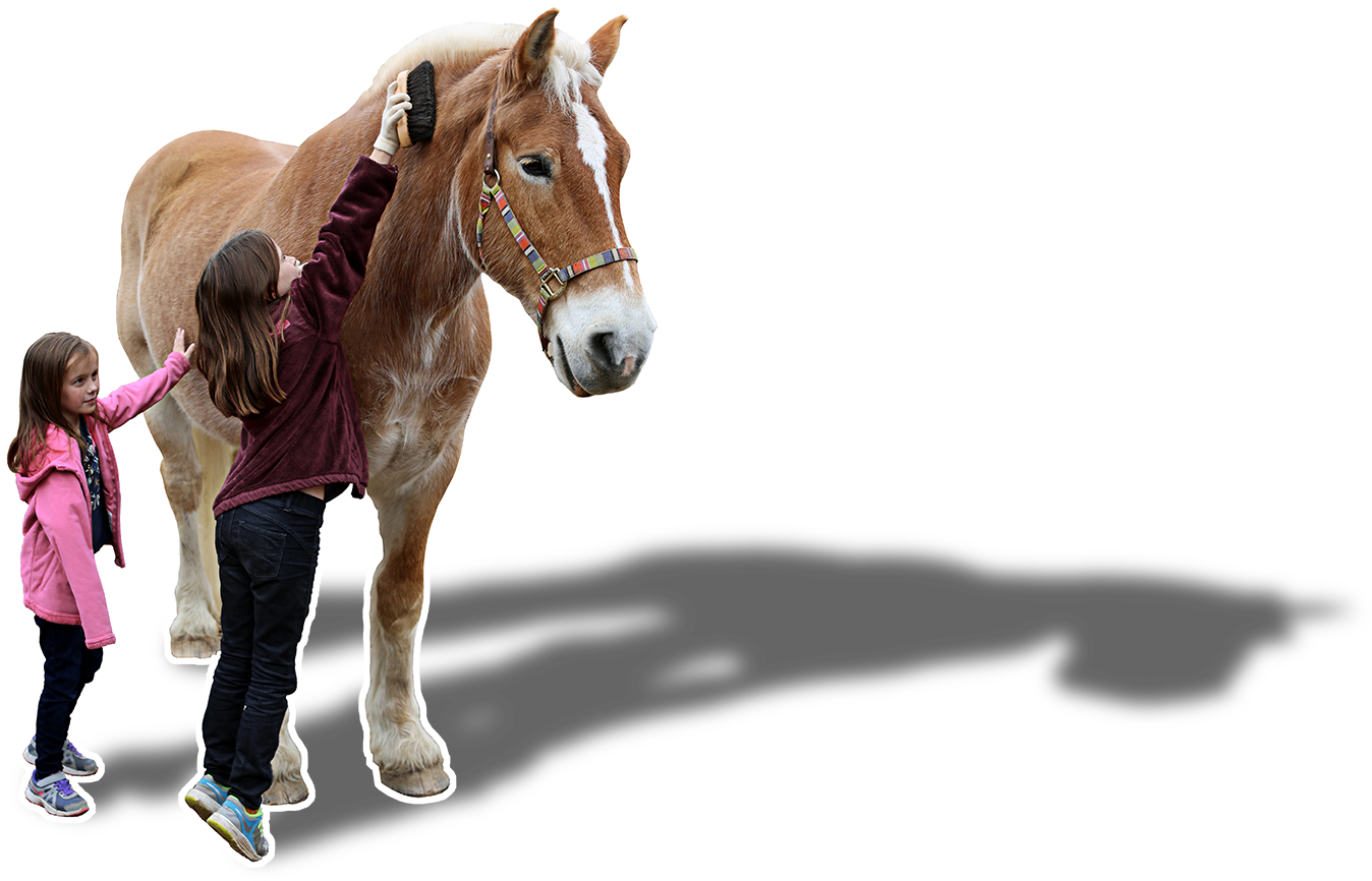Horse And Handler - Girl Tube With Horse Transparent (1368x900), Png Download