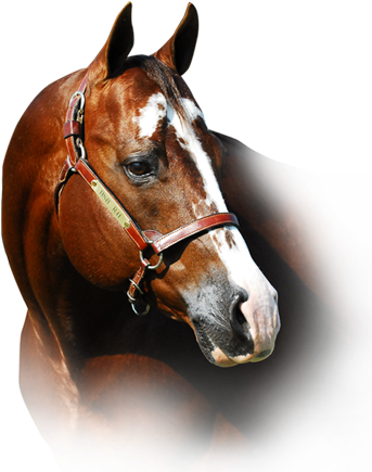 »congress Champions »apha And Nsba World Champion Sire - Sorrel (350x450), Png Download
