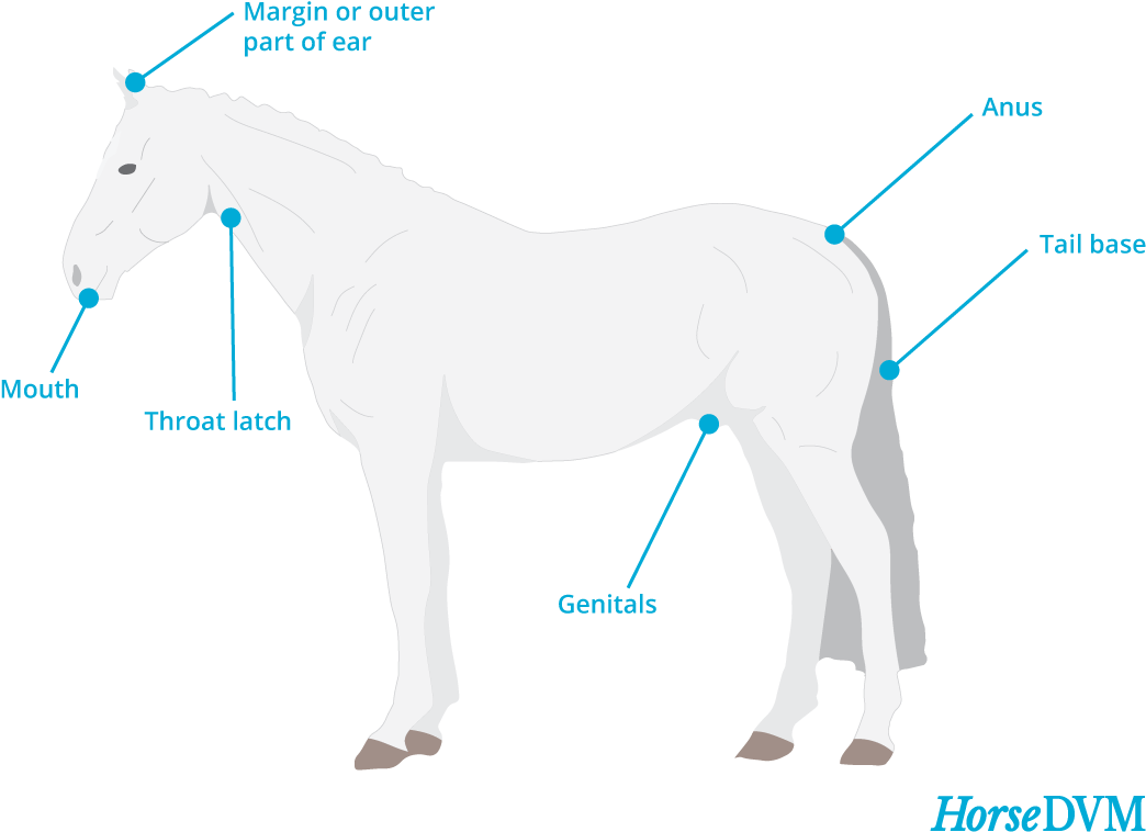 Melanomas - Lymphoma Horses (1102x815), Png Download