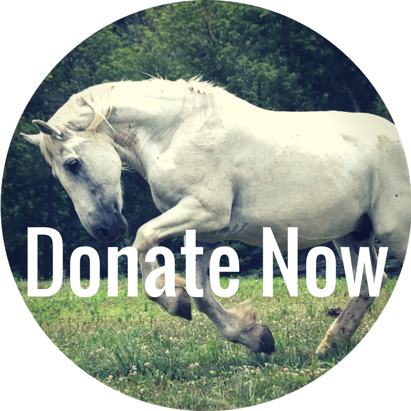 Donate Now - Stallion (800x800), Png Download