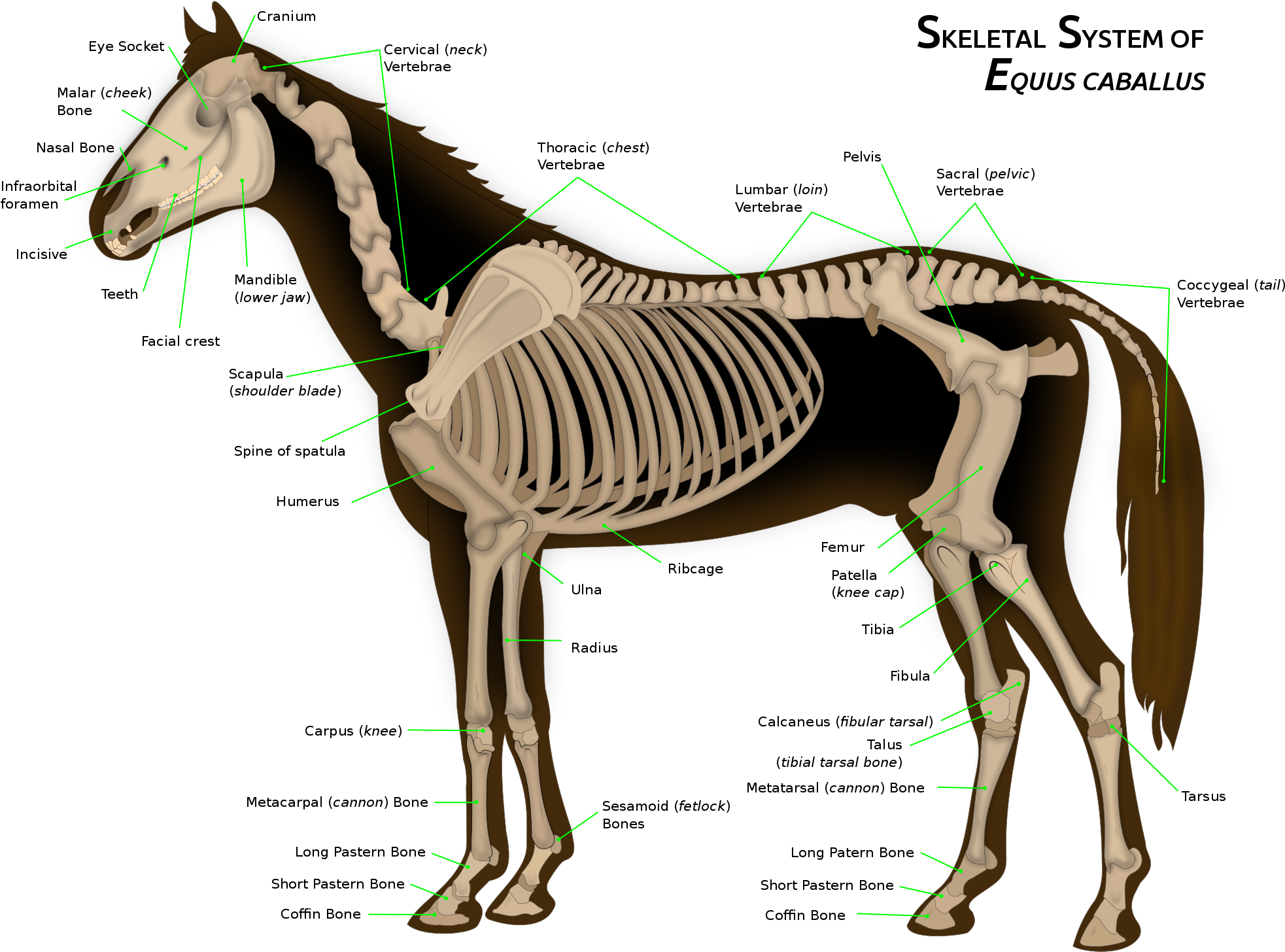 File - Horse Anatomy - Svg - Animal Physiology And Morphology (2073x1629), Png Download