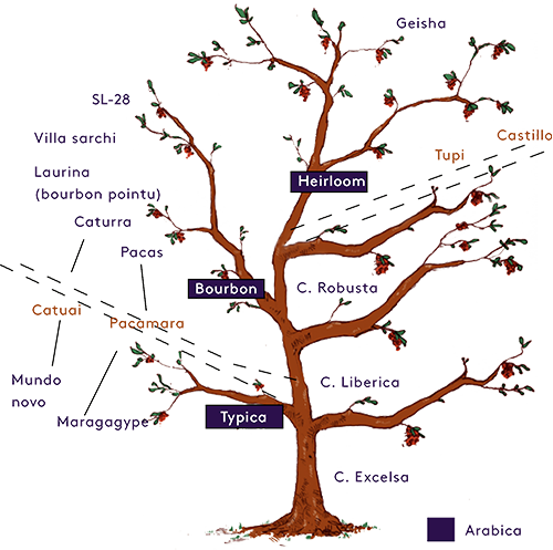 Varietals Diagram - Twig (500x497), Png Download