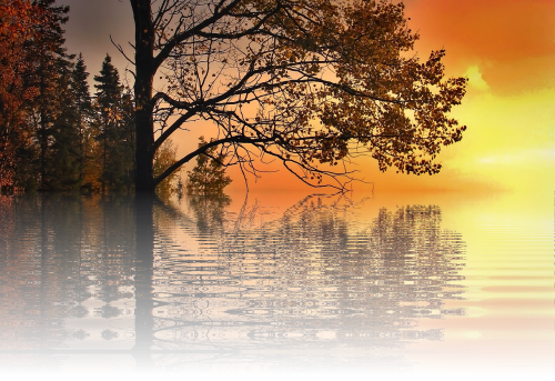 Braunes Holz Des Sees. Herbst-wald Postkarte (500x343), Png Download