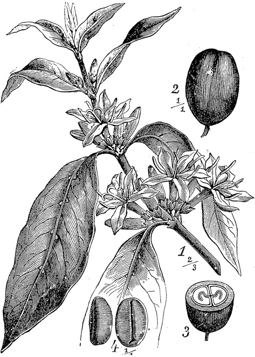 Ii - - Coffee Plant Botanical Drawing (513x717), Png Download