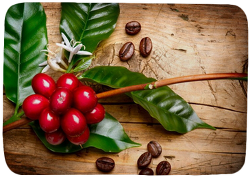 Red Coffee Beans On A Branch Of Coffee Tree Bath Mat - 12 K Cups Of Panama Fst Gesha Coffee (400x400), Png Download