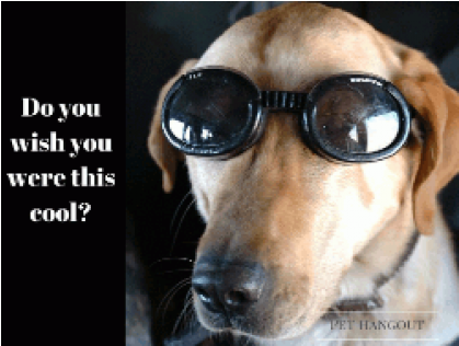 Dogs In Helicopters; Compact Disc; Primary Artist - (600x315), Png Download