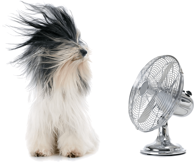 Dog Fans Keeping Dogs Cool In The Heat And Prevent - Cool Down Dog (800x602), Png Download