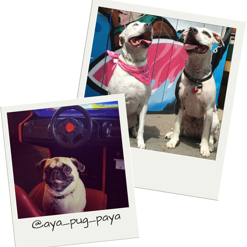 Dog Friendly Bars In Nc - Pug (800x800), Png Download