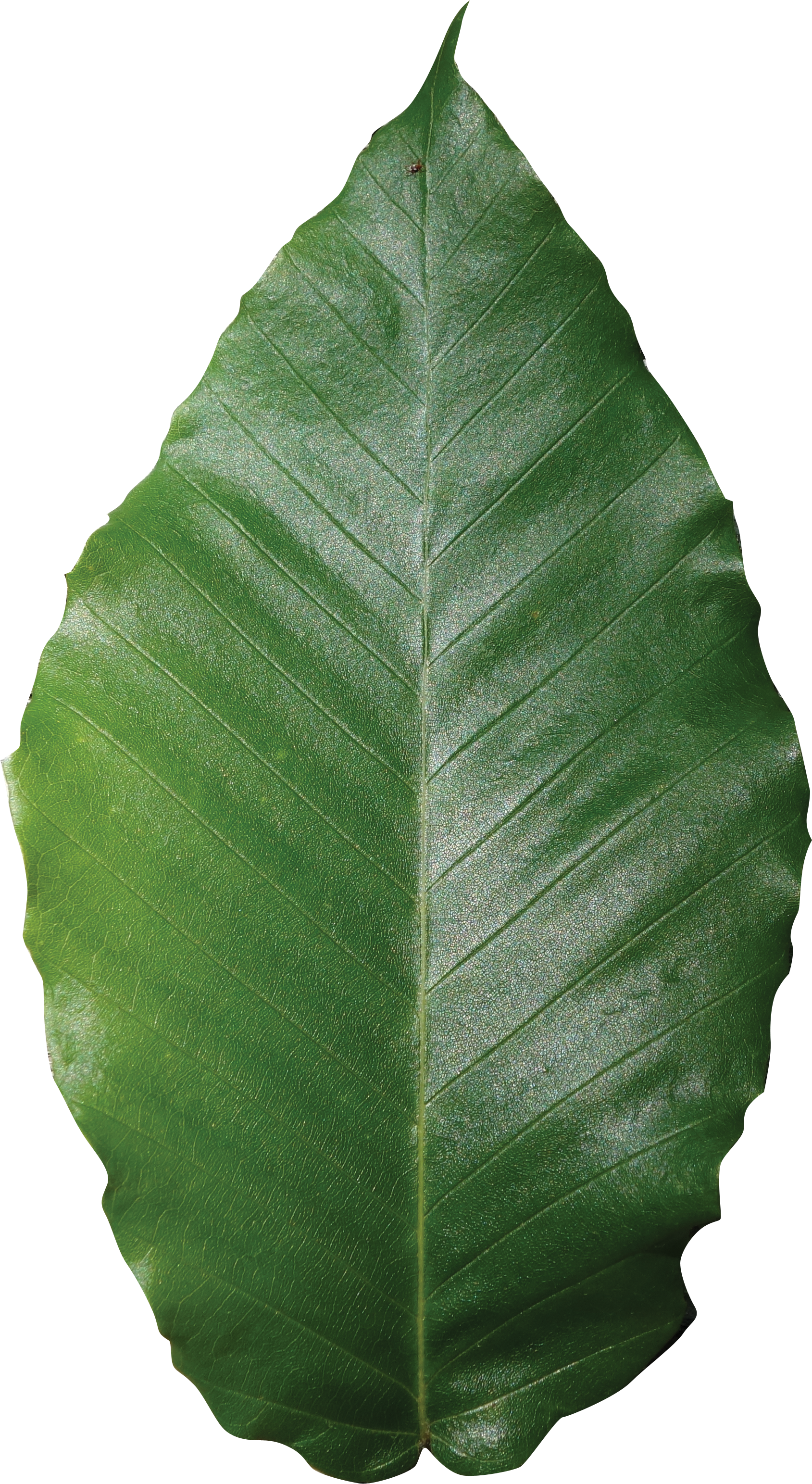 American Beech Friends Of The Louisiana State Arboretum - Orange Fruit Leaf Png (1818x3354), Png Download