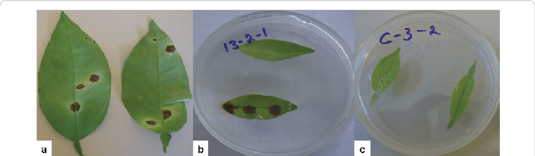 Pathogenic Behaviour Of The Tested Isolates Of Colletotrichum - Plant Pathology (761x223), Png Download