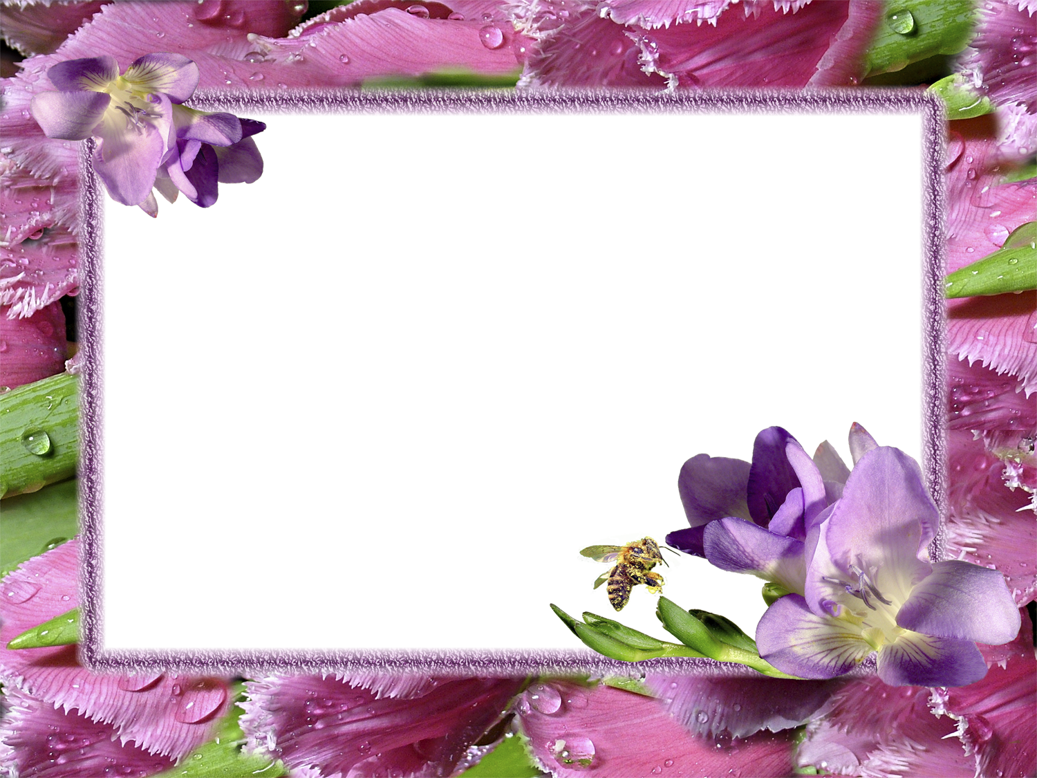 Png Transparent Images Free Download - Flower Photo Frames Hd (1000x750), Png Download