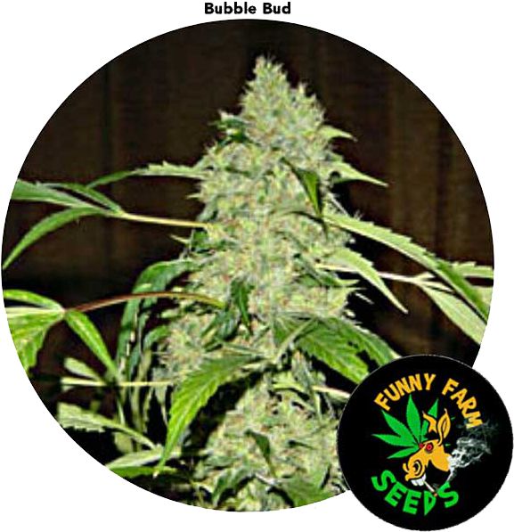 Bubble Bud 3 Seed For Auction - Bubble Gum (600x600), Png Download