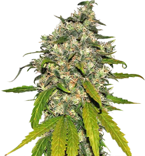 Taste Quality Varieties Auto Ak - Super Skunk Sweet Seeds (477x545), Png Download