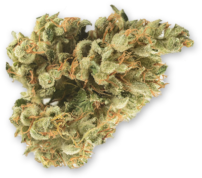 Bg Chem Dawg - Liverwort (418x418), Png Download