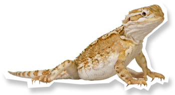 Scaley Mates - Heinemann Queensland Science Project - Middle Years (460x264), Png Download