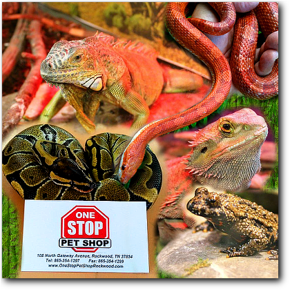 Ready For Your First Reptile Or Amphibian Pet Or, Maybe - Iguana (433x434), Png Download