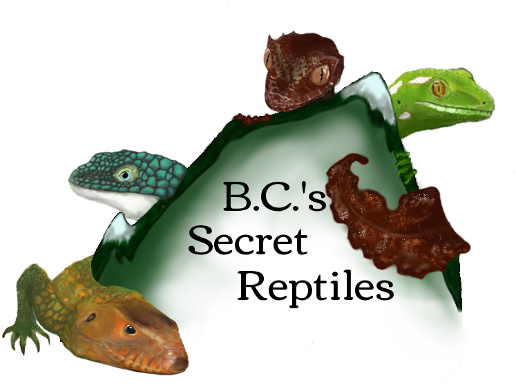 's Secret Reptiles Logotwo - Reptile (800x600), Png Download