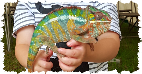Reptiles - Common Chameleon (500x260), Png Download