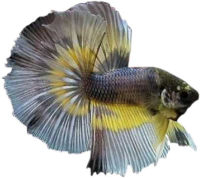 Clic Para Agrandar Imagen - Fighter Fish (397x354), Png Download