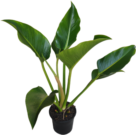 Philodendron 'congo' - Philodendron Congo (458x690), Png Download
