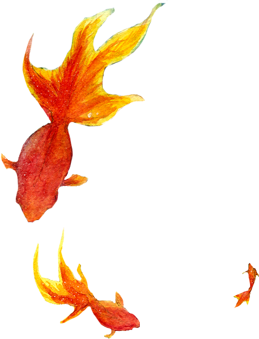 Png Peces - Goldfish (563x692), Png Download